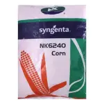 SYNGENTA NK 6240 MAIZE SEEDS (मक्का)