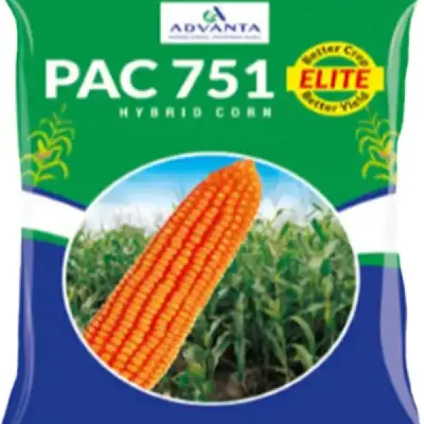 PAC 751 HYBRID CORN