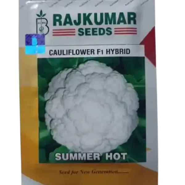 CAULIFLOWER SUMMER STAR - RAJKUMAR SEEDS