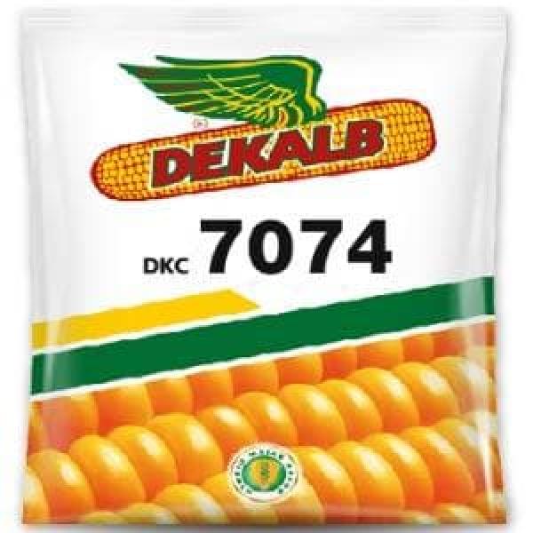 DEKALB 7074 CORN SEEDS