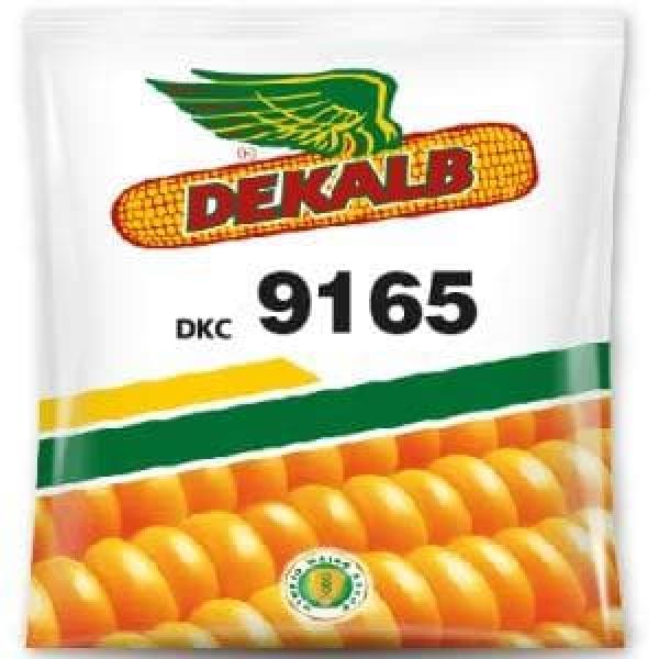 DEKALB 9165 CORN