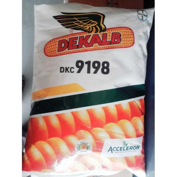 DEKALB 9198 CORN