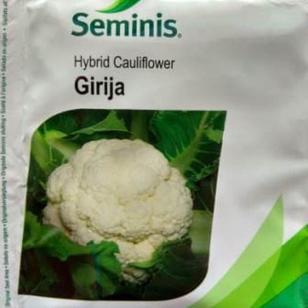 GIRIJA CAULIFLOWER SEEDS