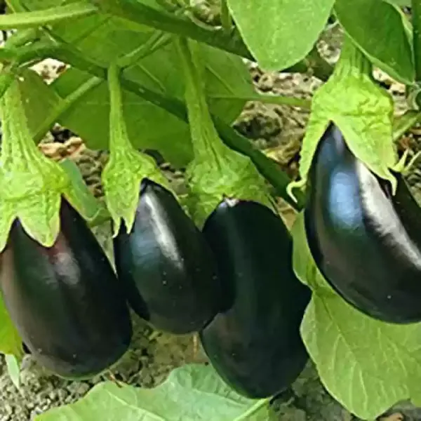 INDIGO BRINJAL SEEDS