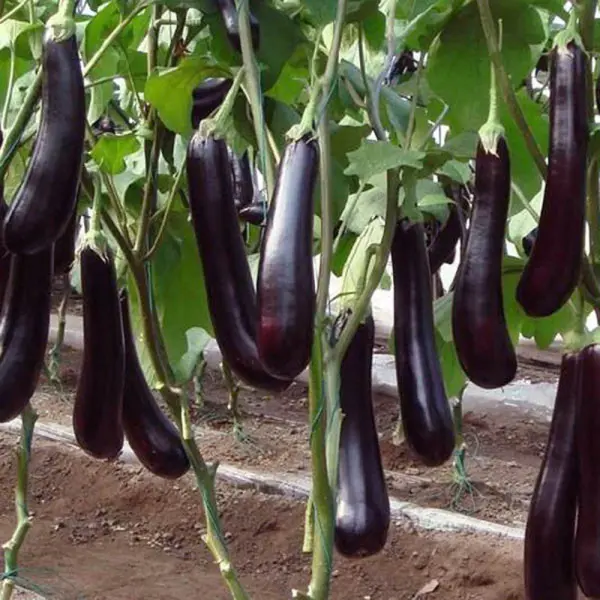 NS 797 BRINJAL