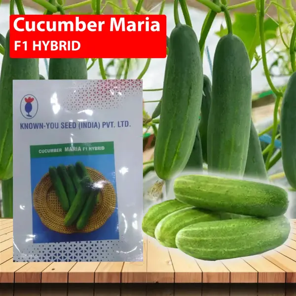 MARIA F1 HYBRID CUCUMBER