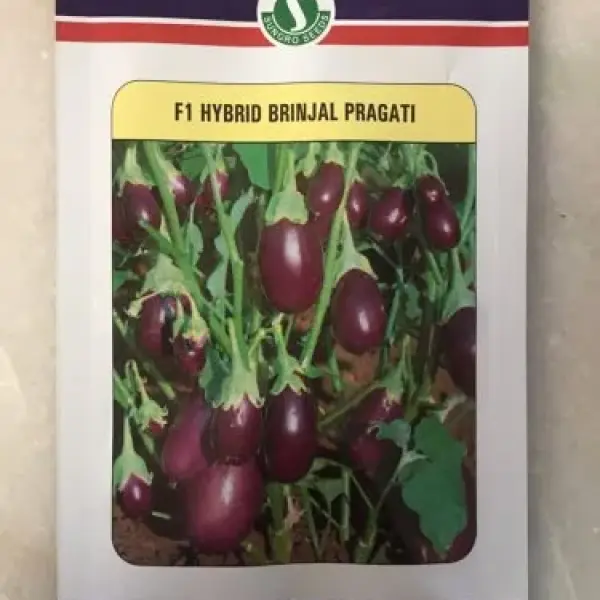 BRINJAL PRAGATI (CHU-CHU) Sungro