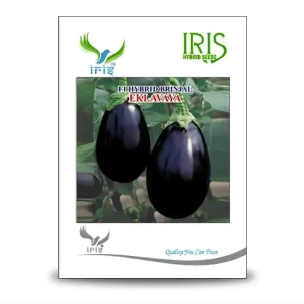 IRIS HYBRID VEGETABLE SEEDS F1 HYBRID BRINJAL EKLAVAY