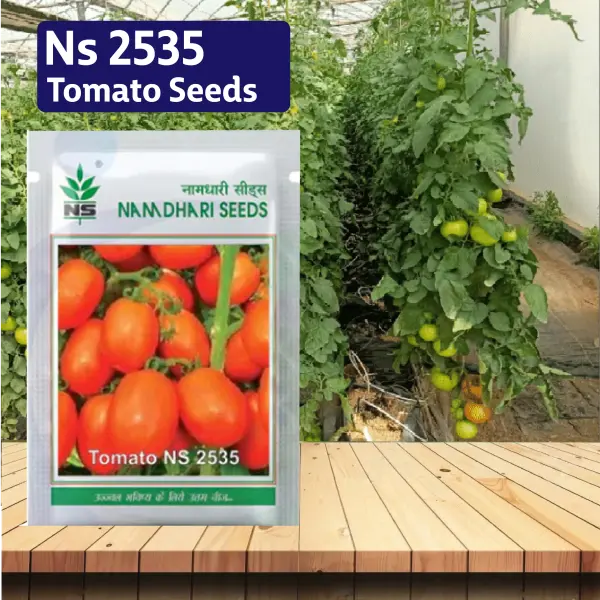 NS 2535 TOMATO SEEDS