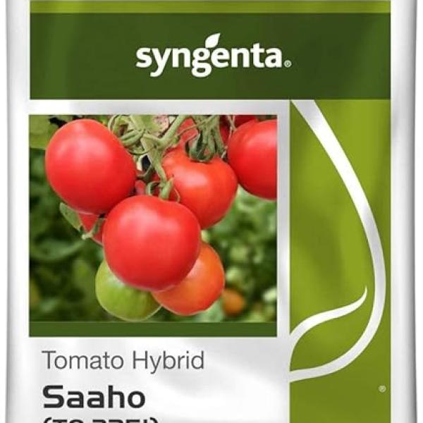 SAAHO TOMATO SEEDS [TO-3251]