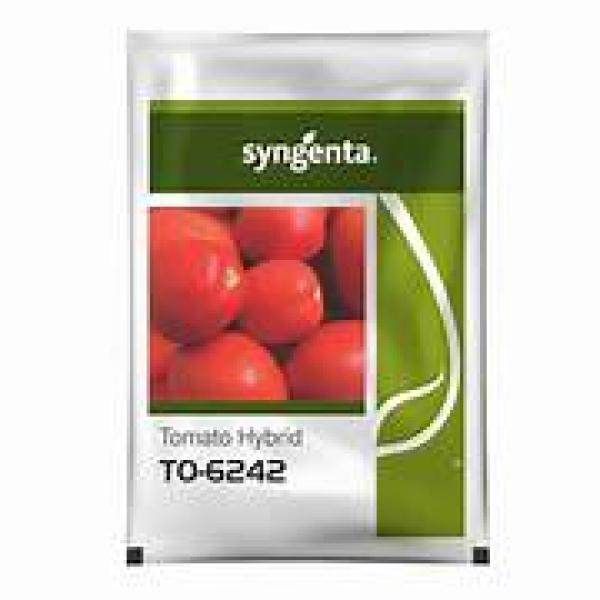 TO-6242 TOMATO SEEDS