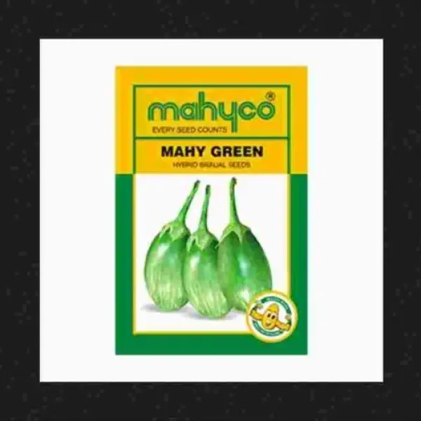 MAHY GREEN BRINJAL