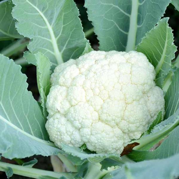 HERMON CAULIFLOWER