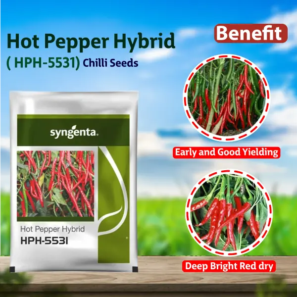 HPH 5531 CHILLI SEEDS