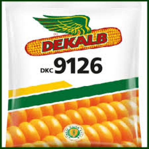 DEKALB 9126 CORN