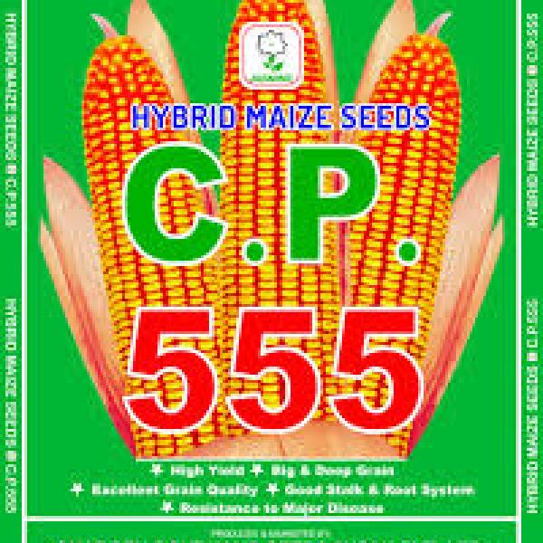 MAIZE-CP-555