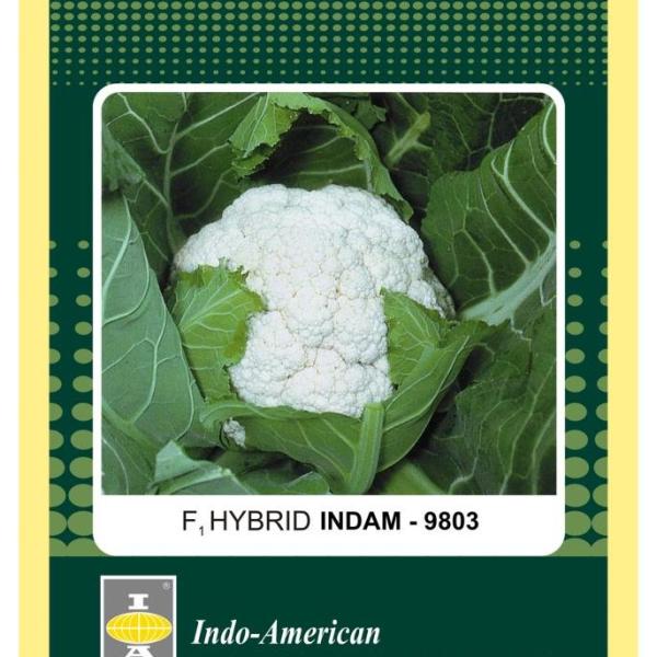 INDAM 9803 CAULIFLOWER