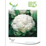 IRIS HYBRID VEGETABLE SEEDS CAULIFLOWER