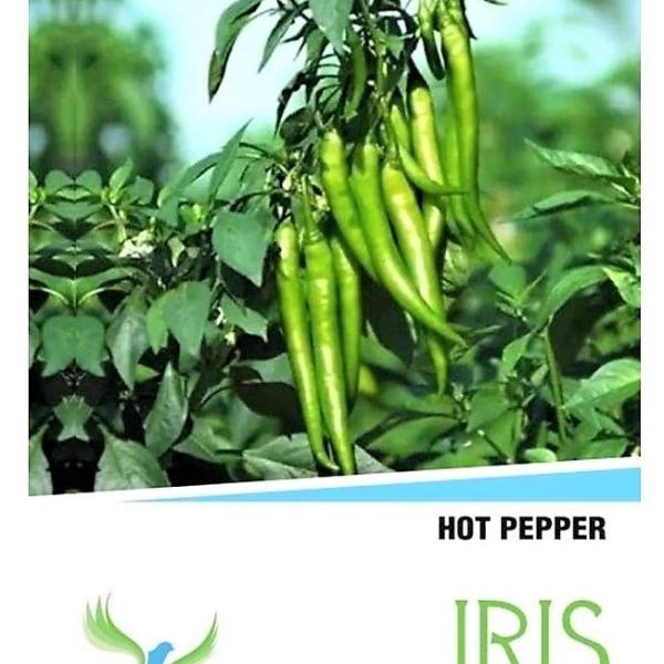 IRIS HYBRID VEGETABLE SEEDS HOT PEPPER (CHILLI) HP-175