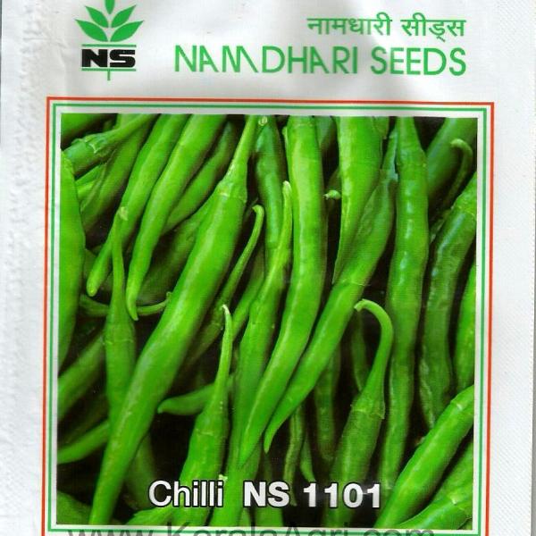 NS 1101 CHILLI SEEDS