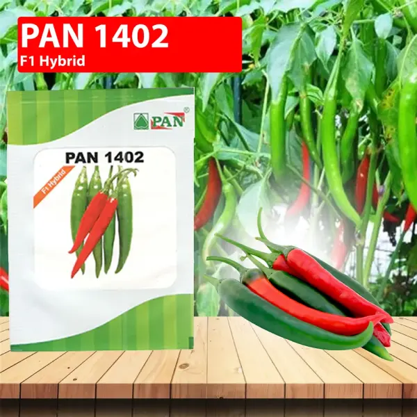 PAN 1402 F1 HYBRID CHILLI SEEDS