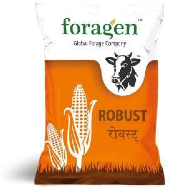 ROBUST CORN SEEDS