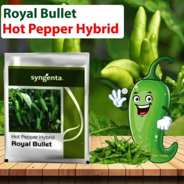 ROYAL BULLET CHILLI