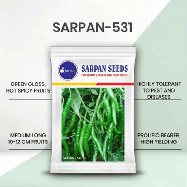 SARPAN 531 CHILLI (SEEDS)