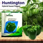 HUNTINGTON CAPSICUM