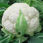 SHOBHA F1 CAULIFLOWER