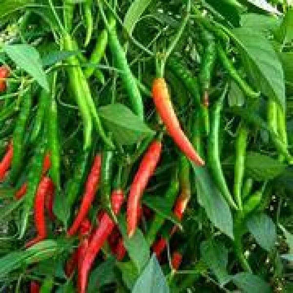 ULKA 686 F1 CHILLI SEEDS