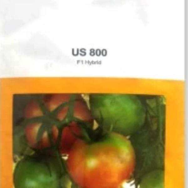 US 800 TOMATO